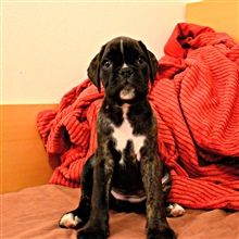 7 weeks